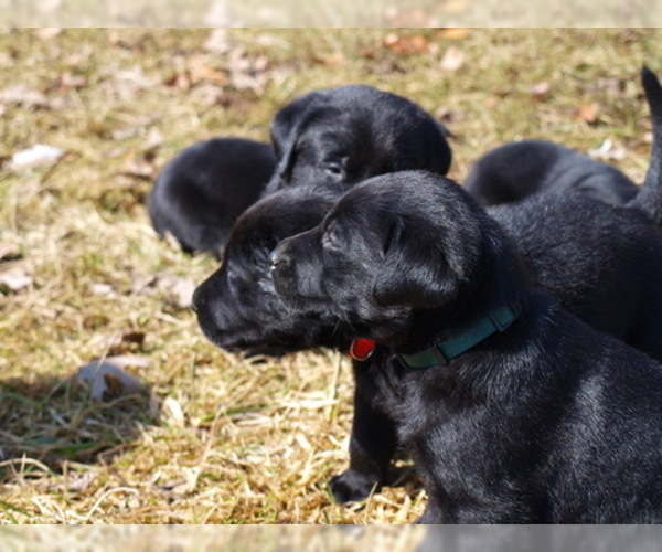 Medium Photo #16 Labrador Retriever Puppy For Sale in NORTON SHORES, MI, USA
