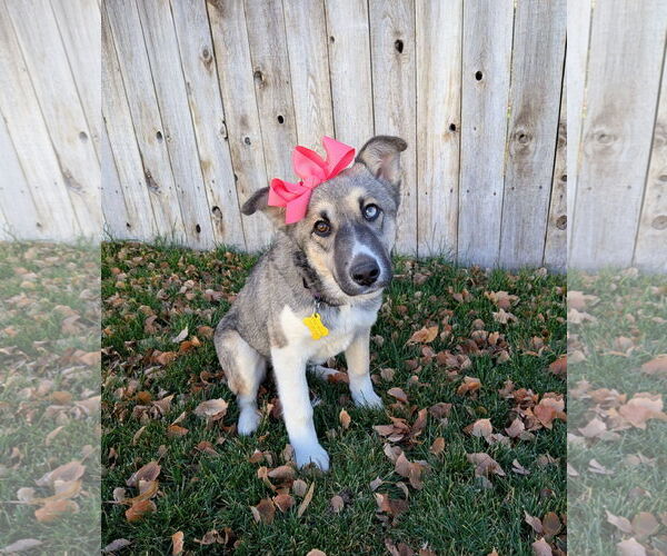 Medium Photo #2 Mutt Puppy For Sale in Sandy, UT, USA