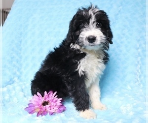 Aussie-Poo Puppy for sale in SHILOH, OH, USA