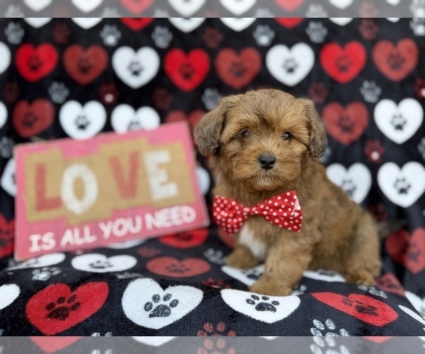 Medium Photo #9 Shih-Poo Puppy For Sale in LAKELAND, FL, USA