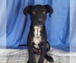 Small #1 Mutt
