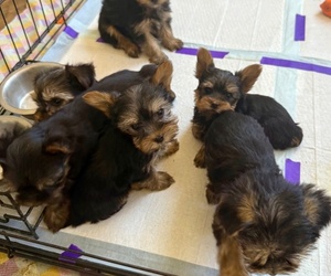 Yorkshire Terrier Puppy for Sale in LAMAR, Colorado USA