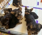 Small Yorkshire Terrier