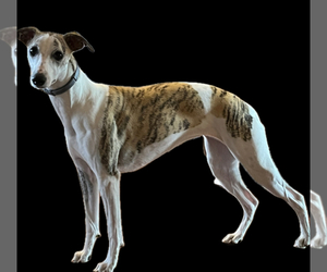 Mother of the Whippet puppies born on 09/26/2025