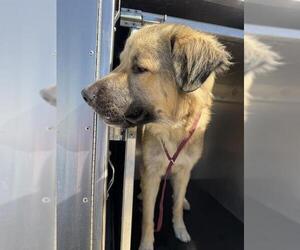 German Shepherd Dog-Unknown Mix Dogs for adoption in Grand Prairie, TX, USA