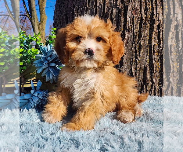 Medium Photo #24 Cavapoo (Miniature)-Poodle (Standard) Mix Puppy For Sale in CAPAC, MI, USA