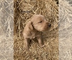 Puppy Red Female Labradoodle