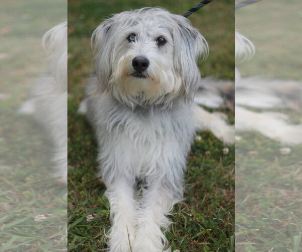 Medium Photo #7 Poodle (Standard)-Siberian Husky Mix Puppy For Sale in Cookeville, TN, USA