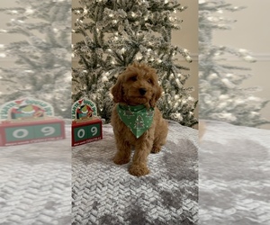 Goldendoodle (Miniature) Puppy for sale in APOPKA, FL, USA