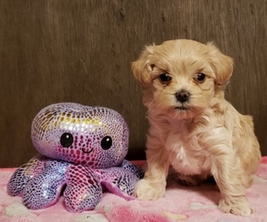Maltipoo Puppy for sale in BOSSIER CITY, LA, USA