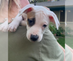 Small #1 Mutt