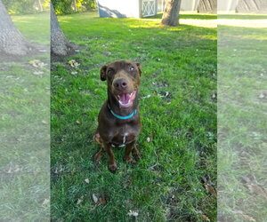 Sally - Female Doberman Pinscher-Unknown Mix Dog for Adoption - Photo #4