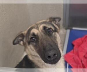 German Shepherd Dog Dogs for adoption in Tracy, CA, USA