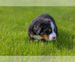 Small #10 Bernese Mountain Dog