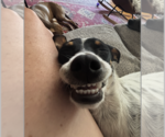 Small #3 Jack Russell Terrier Mix