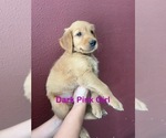 Small #10 Golden Retriever