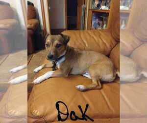 Father of the Jack Chi puppies born on 09/14/2025