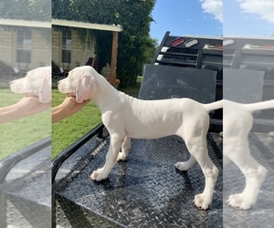 Dogo Argentino Puppy for sale in DECATUR, TX, USA