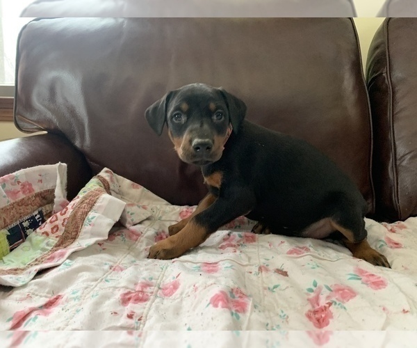 Medium Photo #14 Doberman Pinscher Puppy For Sale in BRISTOL, CT, USA