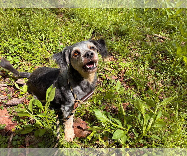 Medium Photo #2 Poodle (Miniature)-Unknown Mix Puppy For Sale in Pacolet, SC, USA