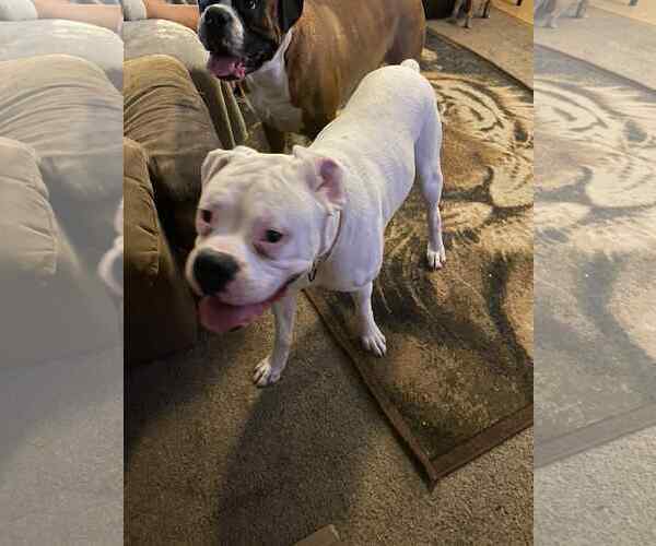 Medium Photo #4 Boxer Puppy For Sale in Woodbury, MN, USA