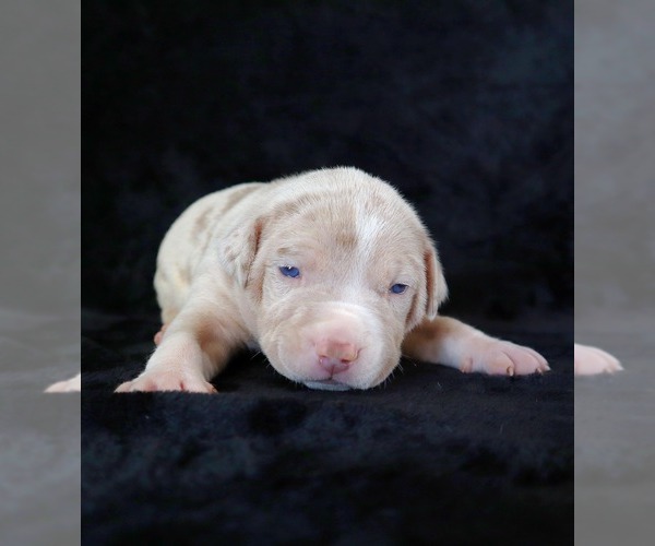 Medium Photo #4 American Bully Puppy For Sale in PALMDALE, CA, USA