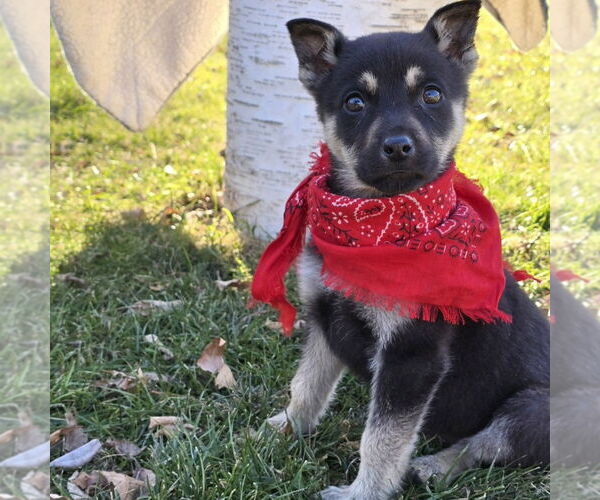 Medium Photo #19 Mutt Puppy For Sale in Fargo, ND, USA