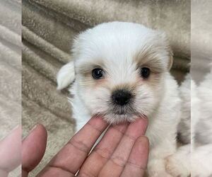 Shih Tzu Puppy for sale in MONTEBELLO, CA, USA