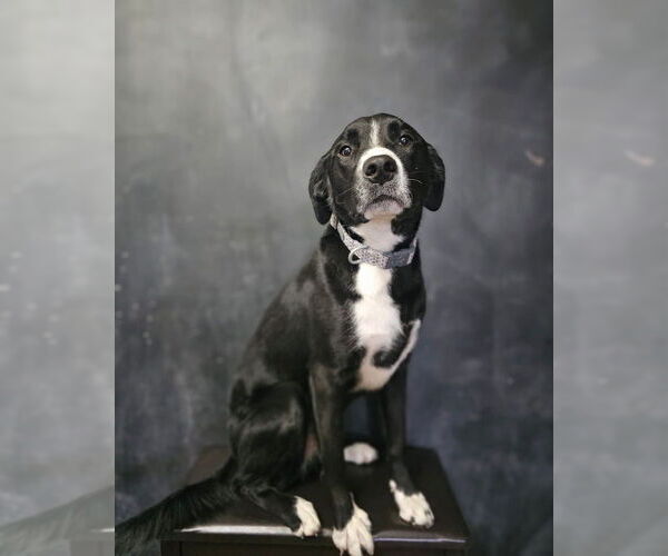 Medium Photo #1 Shepradors Puppy For Sale in Evansville, IN, USA