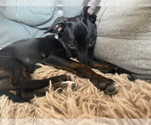 Mutt Dogs for adoption in Plainfield, IL, USA
