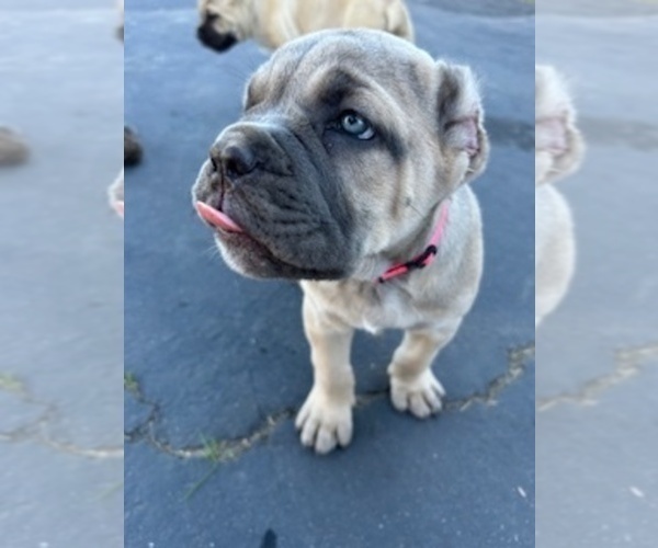 Medium Photo #1 Cane Corso Puppy For Sale in OCEANSIDE, CA, USA