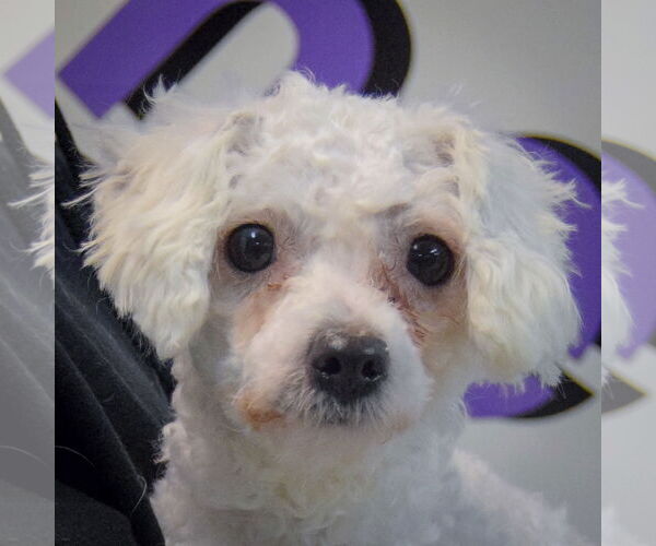 Medium Photo #6 Bichon Frise-Unknown Mix Puppy For Sale in Huntley, IL, USA