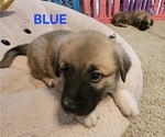 Puppy Blue German Shepherd Dog-Great Pyrenees Mix
