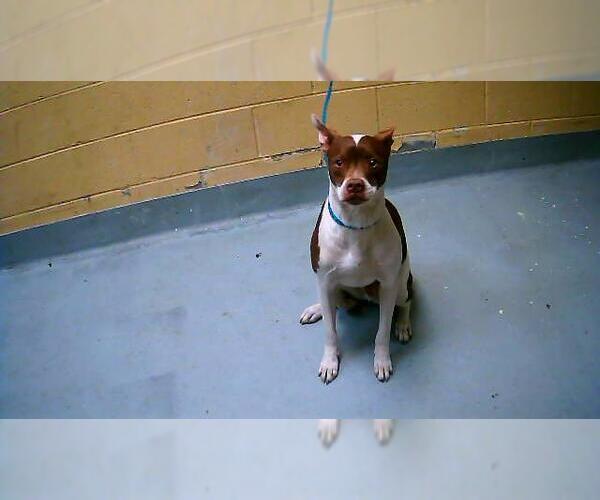 Medium Photo #1 American Pit Bull Terrier Puppy For Sale in Tulsa, OK, USA