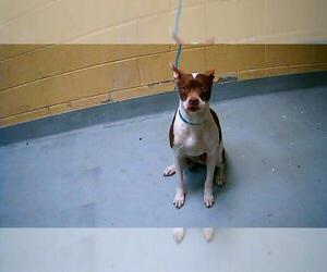 American Pit Bull Terrier Dogs for adoption in Tulsa, OK, USA