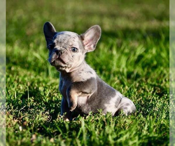 Medium Photo #15 French Bulldog Puppy For Sale in DACULA, GA, USA