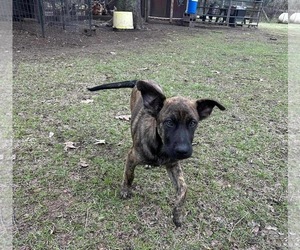 Fred - Male Labrador Retriever-Unknown Mix Dog for Adoption - Photo #7