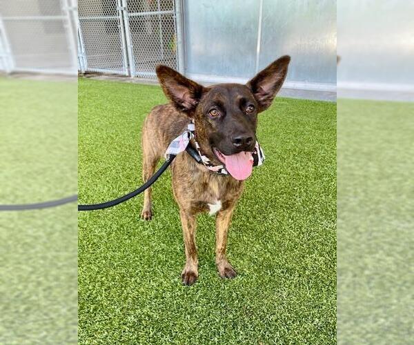 Medium Photo #2 Boxer-Dutch Shepherd  Mix Puppy For Sale in Baytown, TX, USA
