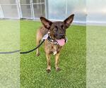 Small #1 Boxer-Dutch Shepherd  Mix