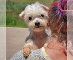 Small #2 Maltese