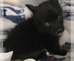 Small Mutt