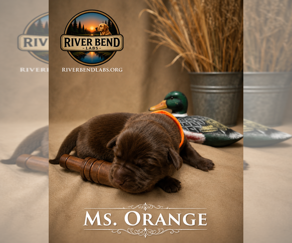 Medium Photo #10 Labrador Retriever Puppy For Sale in WHITNEY, TX, USA