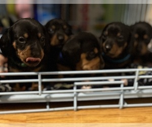 Dachshund Litter for sale in N BABYLON, NY, USA