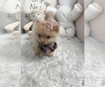 Small #1 Pomeranian