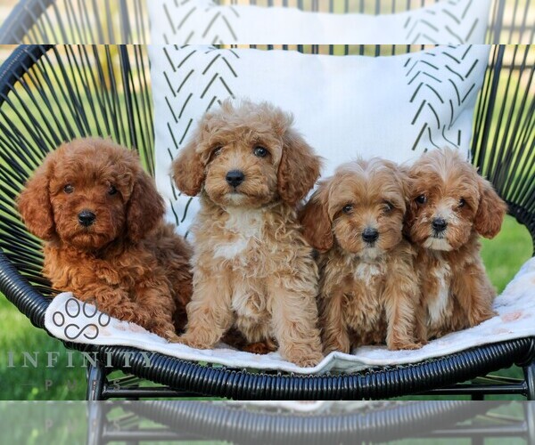 Medium Photo #2 Cavapoo (Miniature) Puppy For Sale in ELIZABETHTOWN, PA, USA