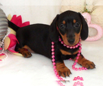 Small Photo #3 Dachshund Puppy For Sale in FOYIL, OK, USA