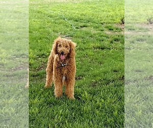 Father of the Goldendoodle puppies born on 02/16/2024