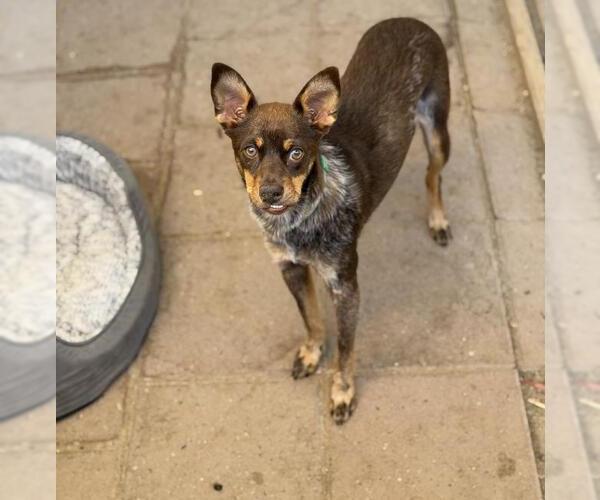 Medium Photo #1 Miniature Pinscher-Unknown Mix Puppy For Sale in Santa Barbara, CA, USA