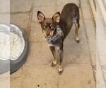 Small Miniature Pinscher Mix