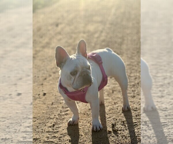 Medium Photo #1 French Bulldog Puppy For Sale in ONTARIO, CA, USA